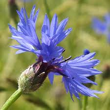 Attēlu rezultāti vaicājumam “Cyanus segetum flower”