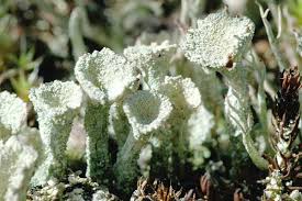 Attēlu rezultāti vaicājumam “Cladonia pyxidata”