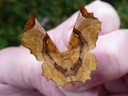 Attēlu rezultāti vaicājumam “Selenia dentaria larva”