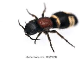 Attēlu rezultāti vaicājumam “Mutilla europaea”