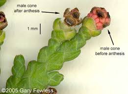 Attēlu rezultāti vaicājumam “Thuja plicata flower”
