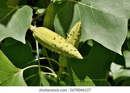 Attēlu rezultāti vaicājumam “Liriodendron tulipifera fruit”