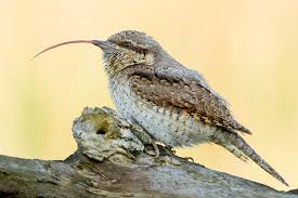 Image result for Jynx torquilla