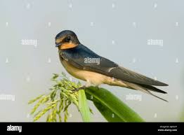 Attēlu rezultāti vaicājumam “Hirundinidae”