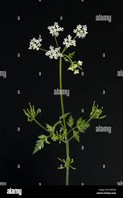 Image result for Kerbel