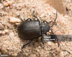 Attēlu rezultāti vaicājumam “Galeruca tanaceti”