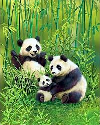 Résultat de recherche d'images pour "pandas"