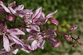 Image result for Diptam