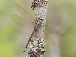 Attēlu rezultāti vaicājumam “Aeshna juncea male”