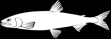 Image result for Osmerus eperlanus