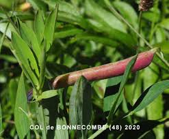 Attēlu rezultāti vaicājumam “Lathyrus vernus fruit”