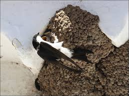 Attēlu rezultāti vaicājumam “Delichon urbicum nest”