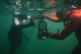 Image result for Wyndley NSC Snorkelling Club