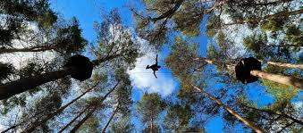 Image result for Go Ape! Grizedale