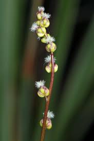 Attēlu rezultāti vaicājumam “Triglochin palustre”