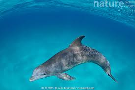 Image result for Tursiops truncatus