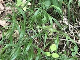 Attēlu rezultāti vaicājumam “Brachypodium sylvaticum”