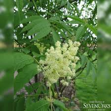 Attēlu rezultāti vaicājumam “Sambucus racemosa”