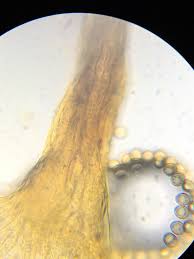 Attēlu rezultāti vaicājumam “Cribraria oregana macro”