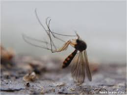 Attēlu rezultāti vaicājumam “Phronia sp.”