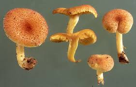 Attēlu rezultāti vaicājumam “Tricholomopsis decora”