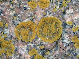 Attēlu rezultāti vaicājumam “Caloplaca scopularis”