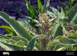 Attēlu rezultāti vaicājumam “Verbascum thapsus bud”