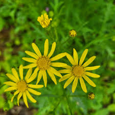 Attēlu rezultāti vaicājumam “Jacobaea vulgaris flower”