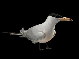 Attēlu rezultāti vaicājumam “Hydroprogne caspia”