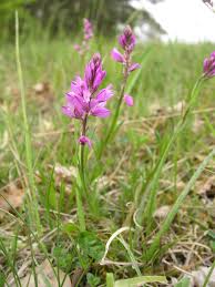 Attēlu rezultāti vaicājumam “Polygala comosa leaf”
