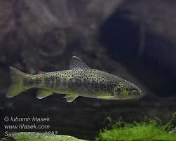 Image result for Salmo trutta