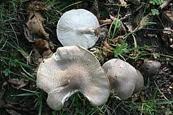 Attēlu rezultāti vaicājumam “Tricholoma sp.”