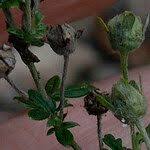 Attēlu rezultāti vaicājumam “Potentilla argentea fruit”