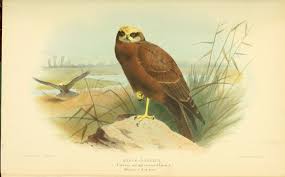 Attēlu rezultāti vaicājumam “Circus aeruginosus”