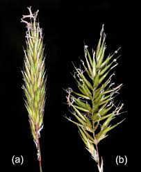 Attēlu rezultāti vaicājumam “Anthoxanthum odoratum fruit”