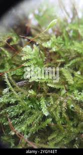 Attēlu rezultāti vaicājumam “Eurhynchiastrum pulchellum”