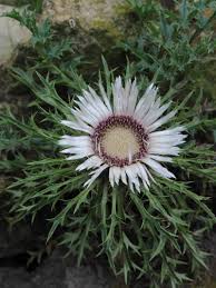 Image result for Silberdistel