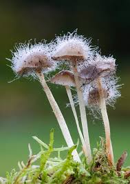 Attēlu rezultāti vaicājumam “Spinellus fusiger”