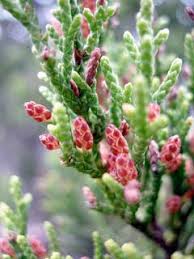 Attēlu rezultāti vaicājumam “Juniperus communis female flower”