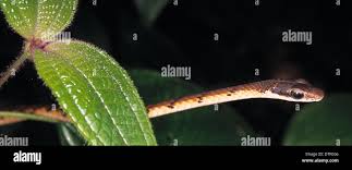 Attēlu rezultāti vaicājumam “Serpentes”