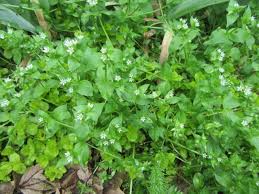 Attēlu rezultāti vaicājumam “Stellaria crassifolia leaf”