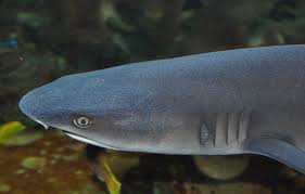 Image result for Triaenodon obesus