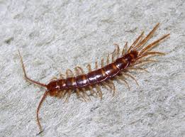 Attēlu rezultāti vaicājumam “Lithobius forficatus”