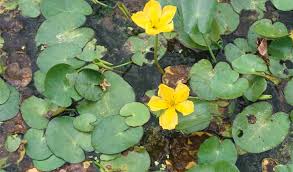 Image result for Seekanne