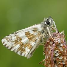 Attēlu rezultāti vaicājumam “Pyrgus alveus”