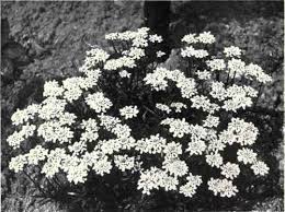 Image result for Iberis amara