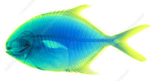 Image result for Caranx bartholomaei