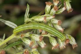 Attēlu rezultāti vaicājumam “Eucarta virgo”