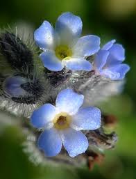 Attēlu rezultāti vaicājumam “Myosotis ramosissima flower”