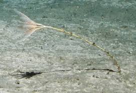 Attēlu rezultāti vaicājumam “Cribraria costata stalked”